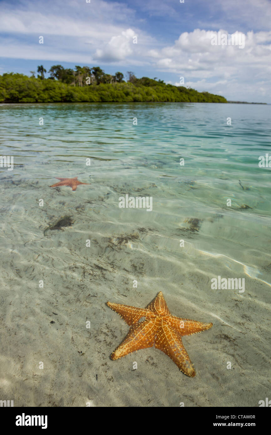 Les étoiles de mer à l'étoile de Orange Beach sur l'Île de Colon, Bocas del Toro, PANAMA. Banque D'Images
