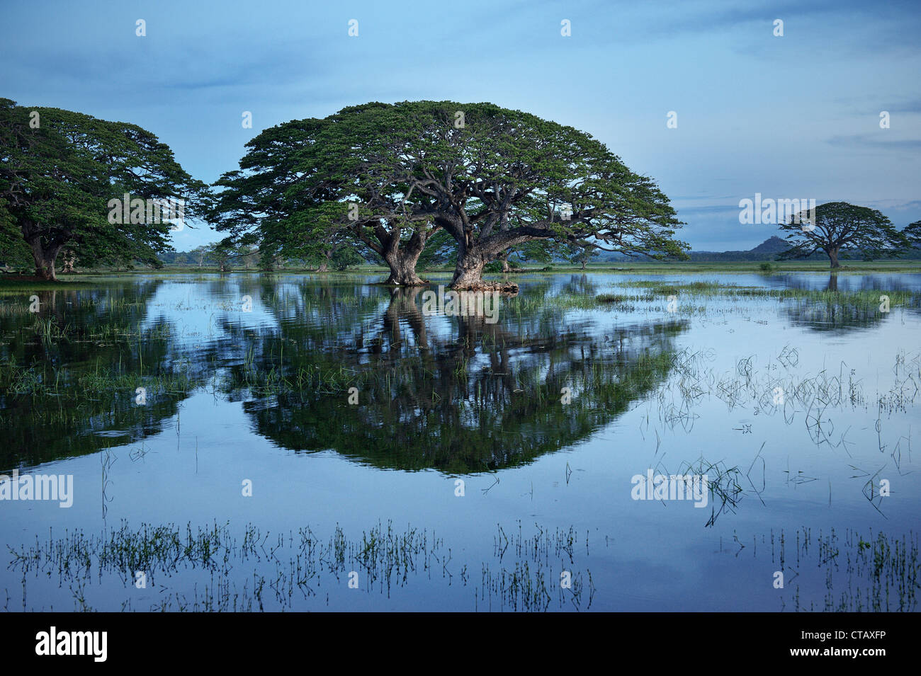 Les arbres dans l'eau du lac artificiel Tissa, bog-paysage, Tissamaharama, autour de parc national de Yala, au Sri Lanka Banque D'Images