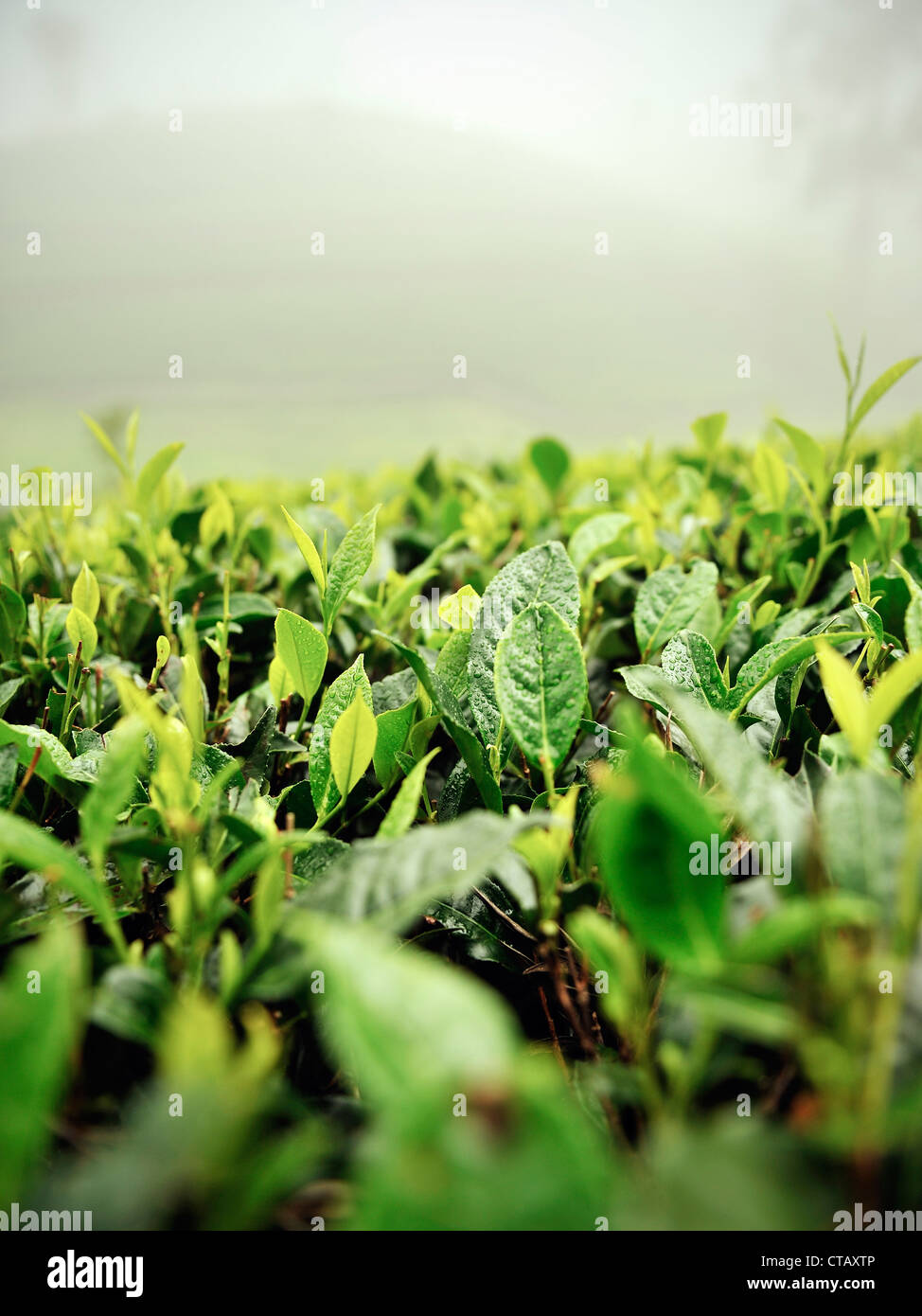 Détail des feuilles de thé brouillard, la production de thé, Haputale, Hill Pays Sri Lanka Banque D'Images