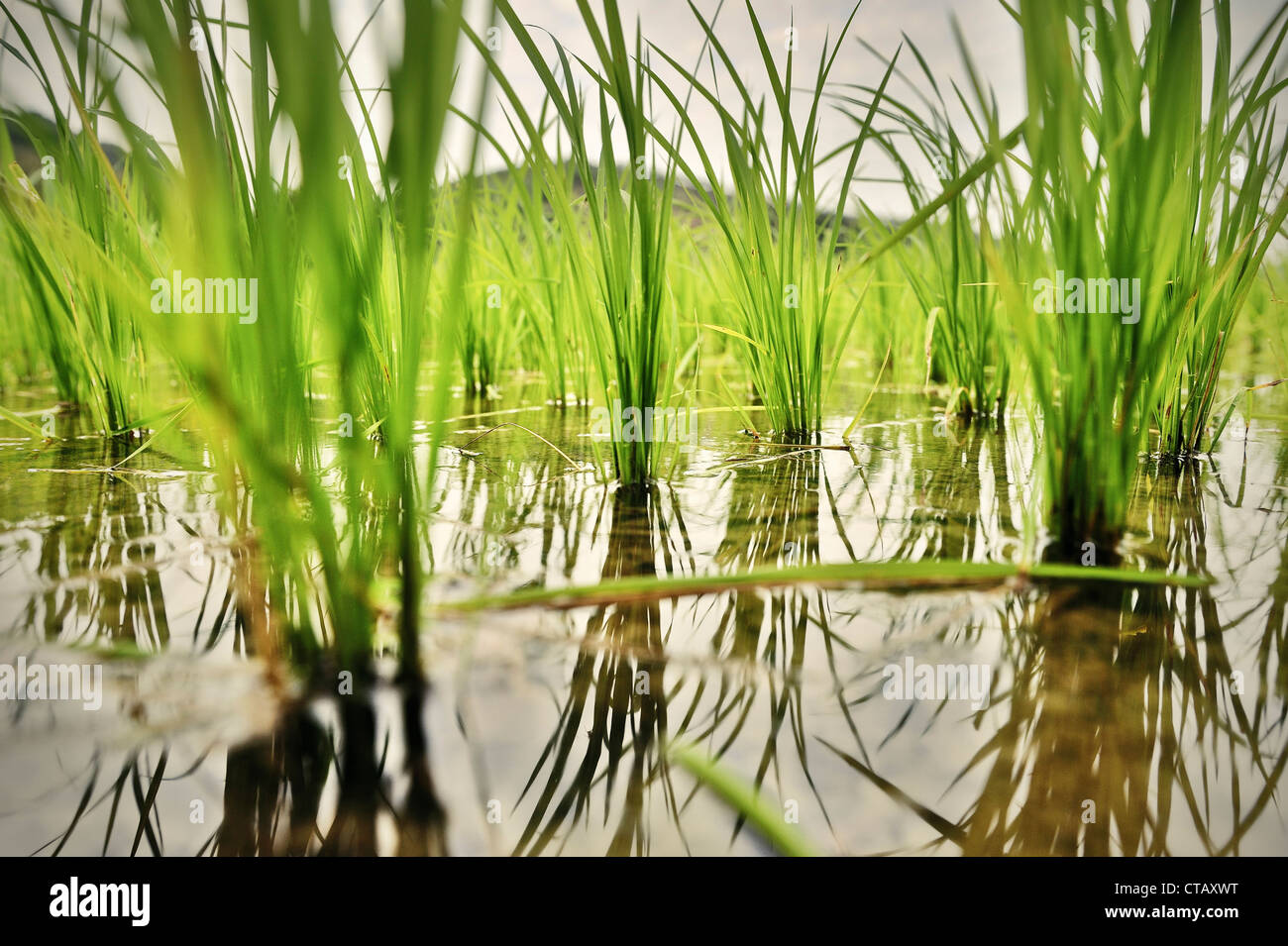 Détail de l'usine de riz, la culture du riz, Pak Mong, Laos Banque D'Images