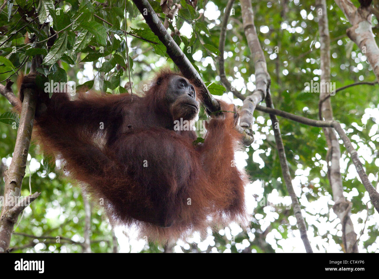 Orang-outan dans le parc national de Gunung Leuser près de Bukit Lawang, île de Sumatra, en Indonésie, en Asie du sud-est Banque D'Images