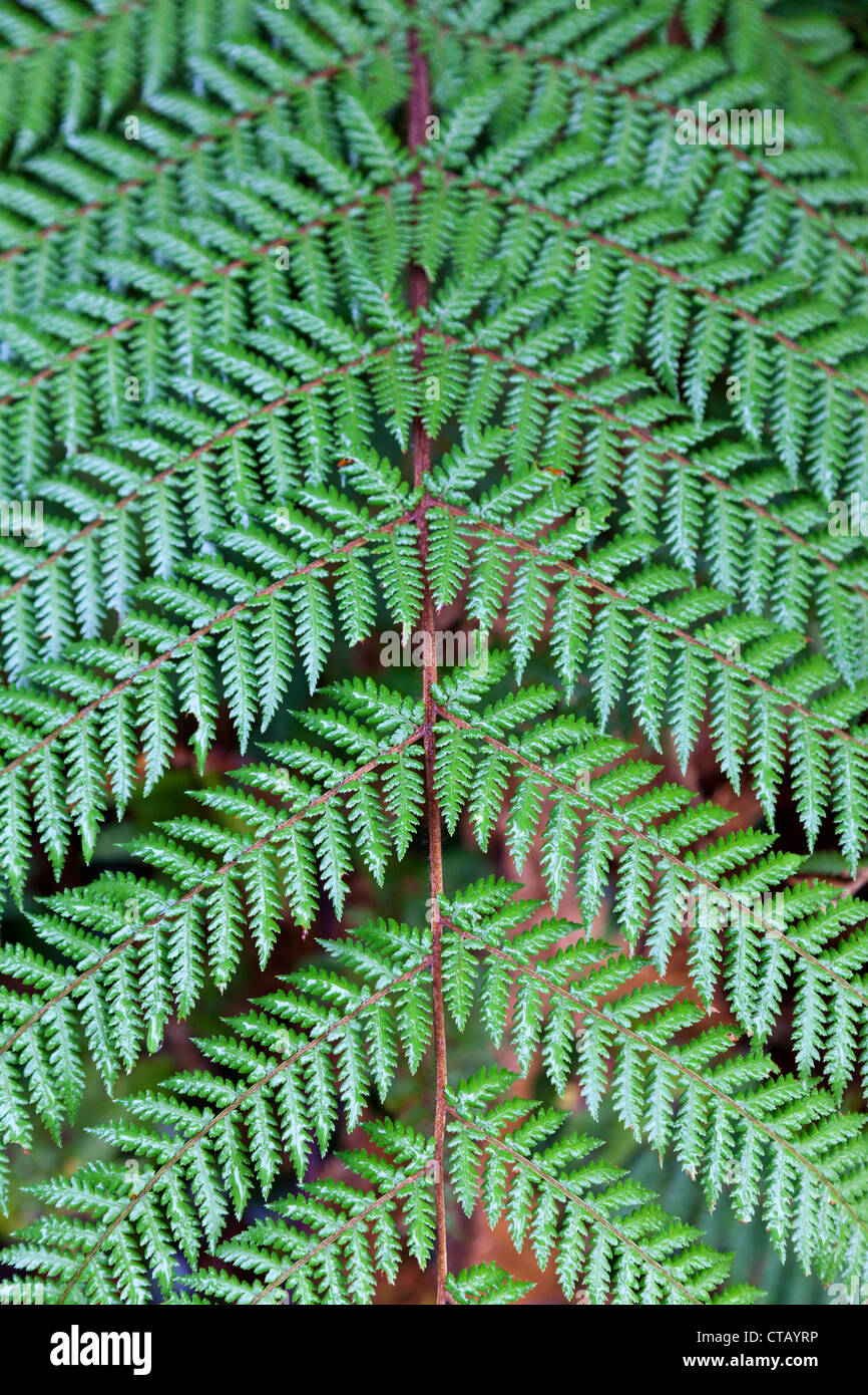Détail de Vénus - primeval, forêt pluviale tempérée de l'île du sud de Nouvelle-zélande 3 Banque D'Images