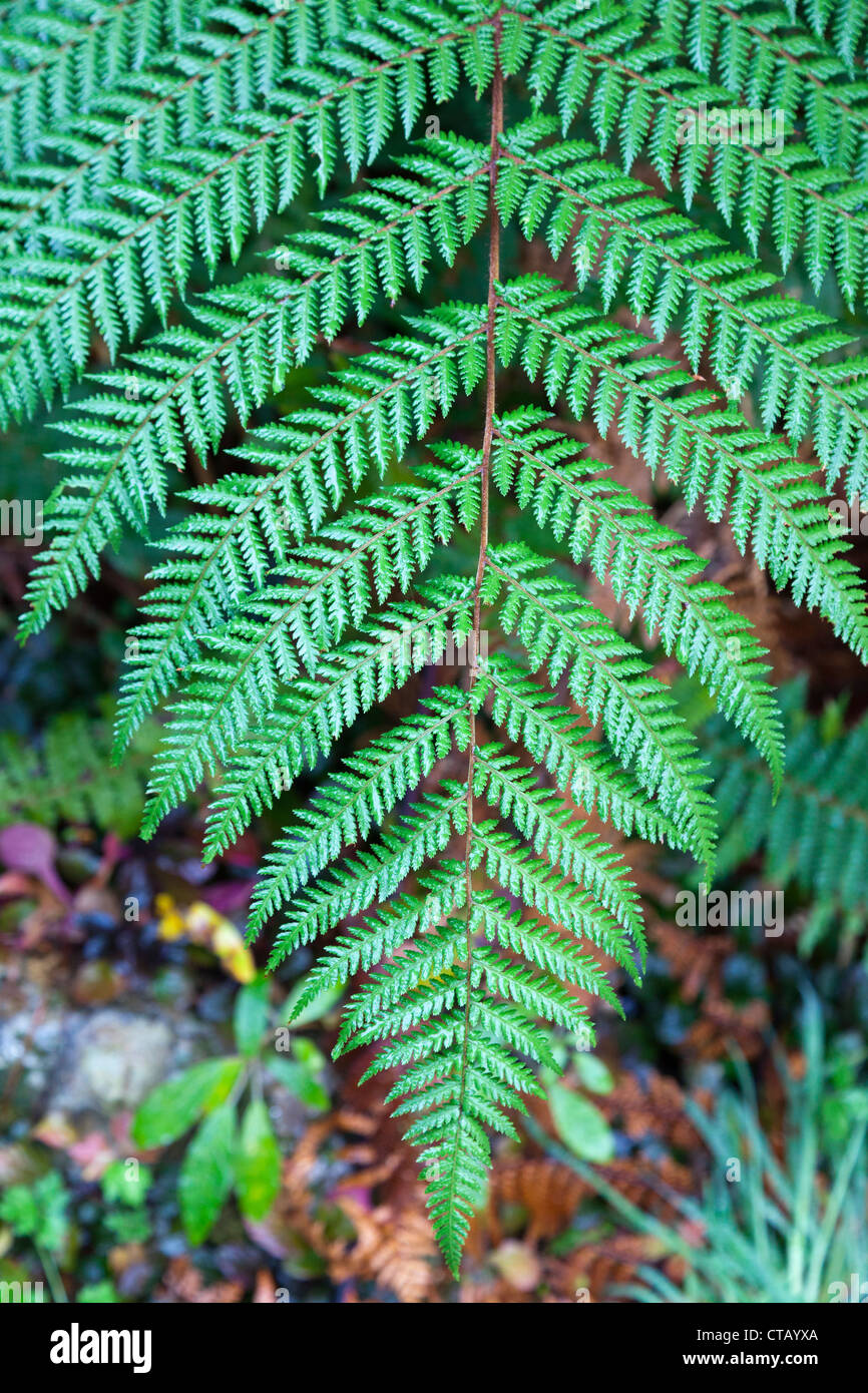 Détail de Vénus - primeval, forêt pluviale tempérée de l'île du sud de Nouvelle-zélande 2 Banque D'Images