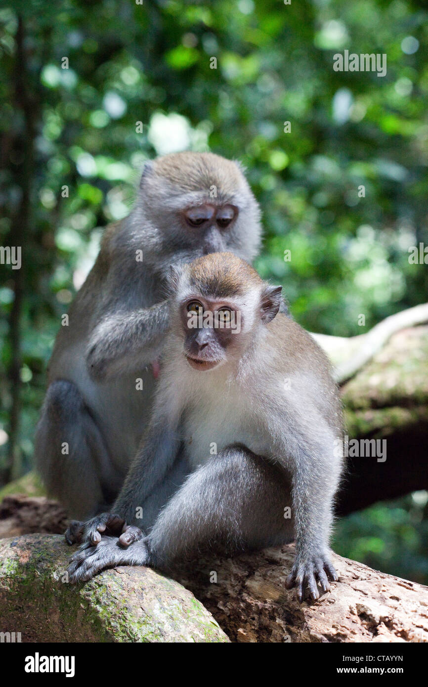Les singes à le parc national de Gunung Leuser, jungle près de Bukit Lawang dans la province de Sumatra du nord, île de Sumatra, Indonésie, afin Banque D'Images