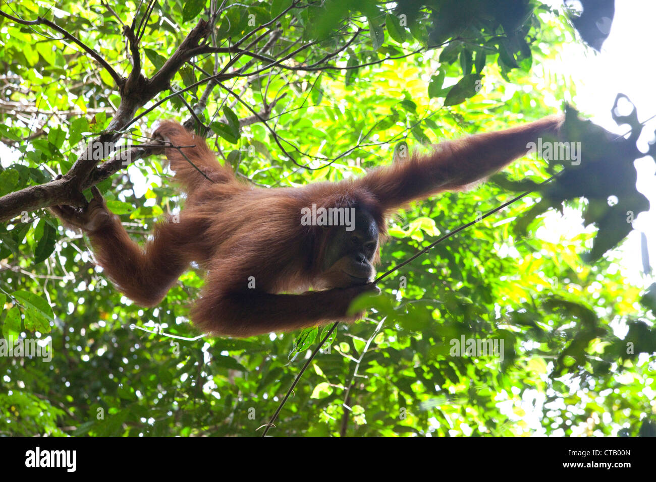 Orang-outan dans le parc national de Gunung Leuser près de Bukit Lawang, île de Sumatra, en Indonésie, en Asie du sud-est Banque D'Images