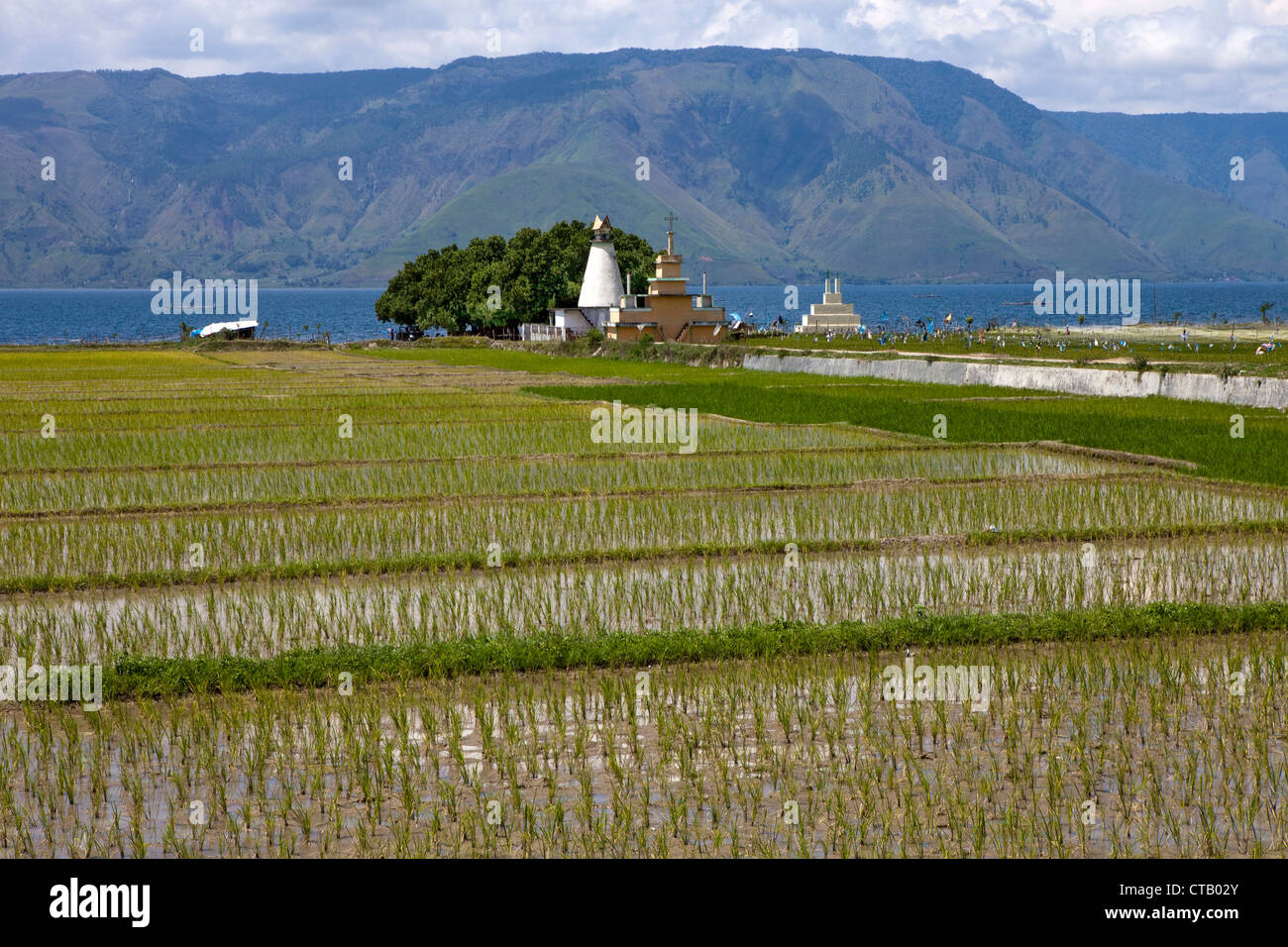 Les champs de riz et des tombeaux de Batak sur Pulau Samosir Island dans le Lac Toba, île de Sumatra, en Indonésie, en Asie du sud-est Banque D'Images