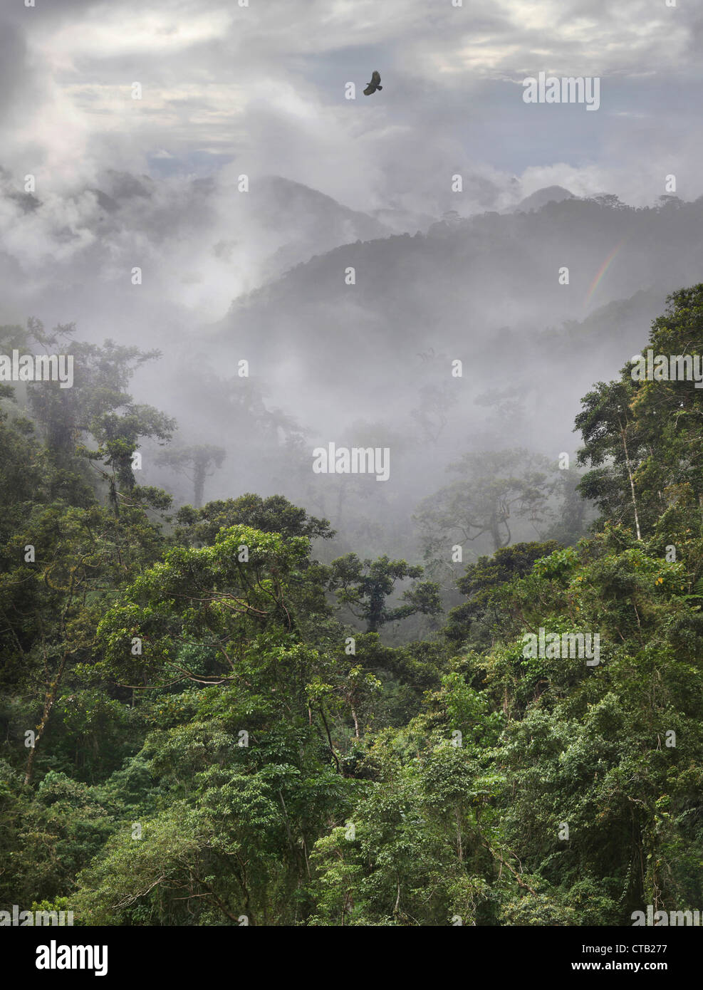Aigle des voler au-dessus de la forêt tropicale avec des montagnes dans le brouillard, de Banaue, Ifugao, l'île de Luzon, Philippines, Asie Banque D'Images