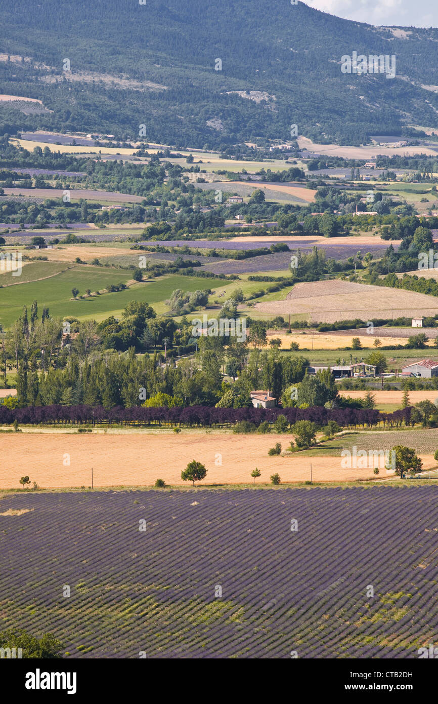 Près de champs de lavande à Sault en Provence. Banque D'Images