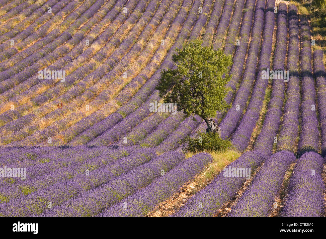 Lavnder champs près de Ferrassieres dans la Drôme. Banque D'Images