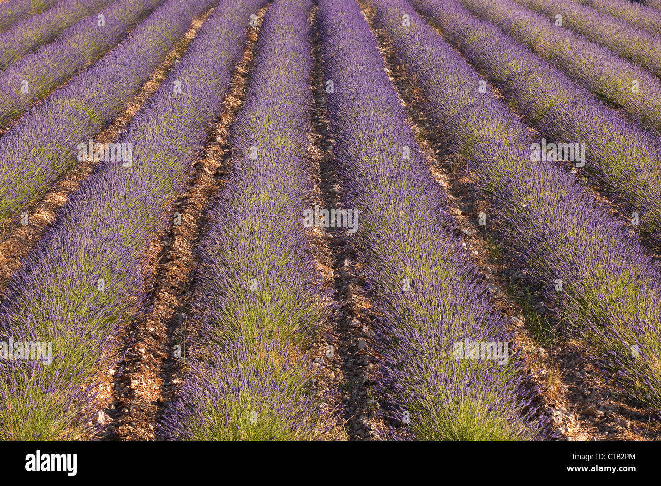 Lavnder champs près de Ferrassieres dans la Drôme. Banque D'Images