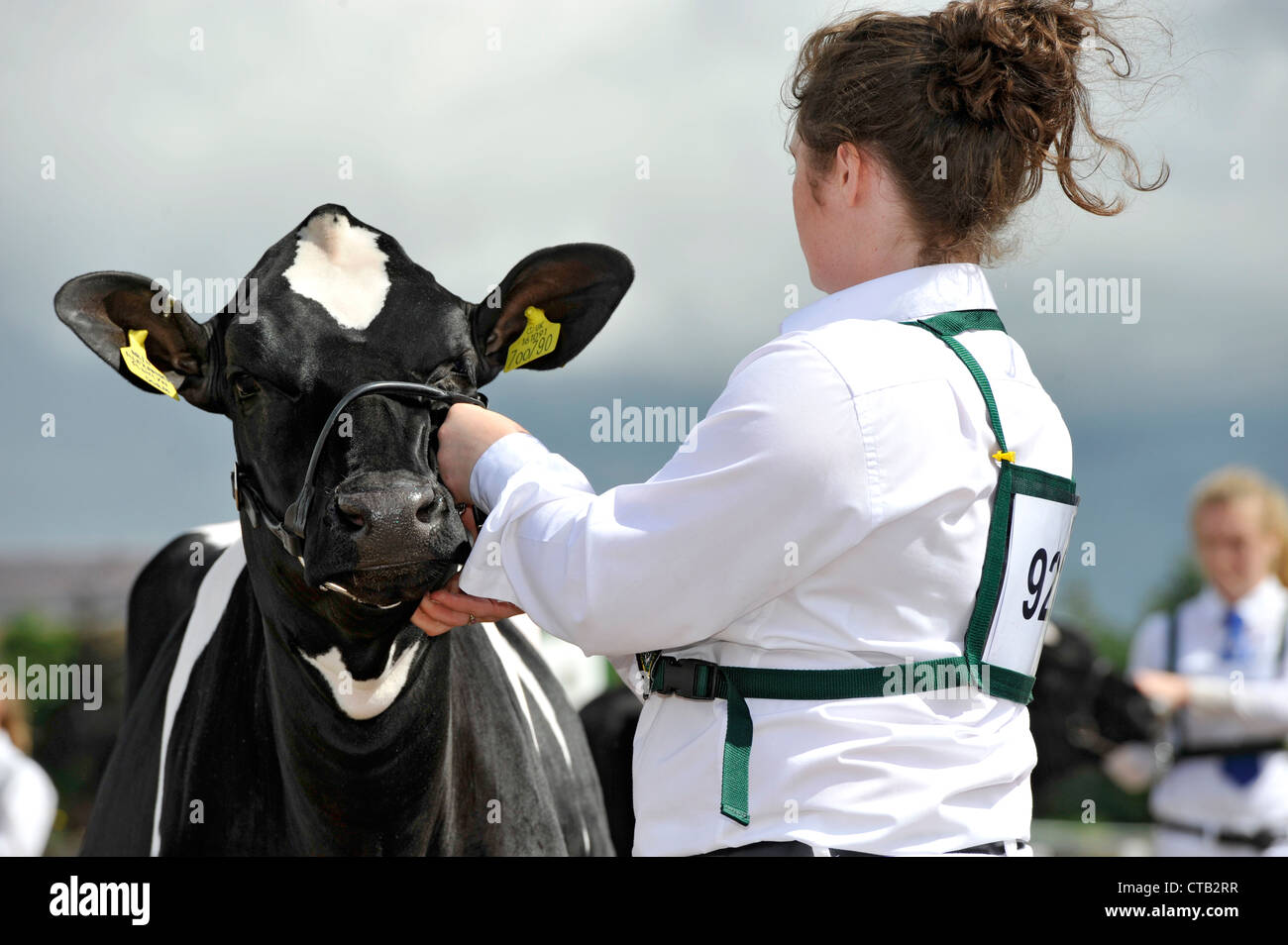 Les bovins laitiers en montrant les jeunes chiens section d'une foire agricole au Royaume-Uni. Banque D'Images