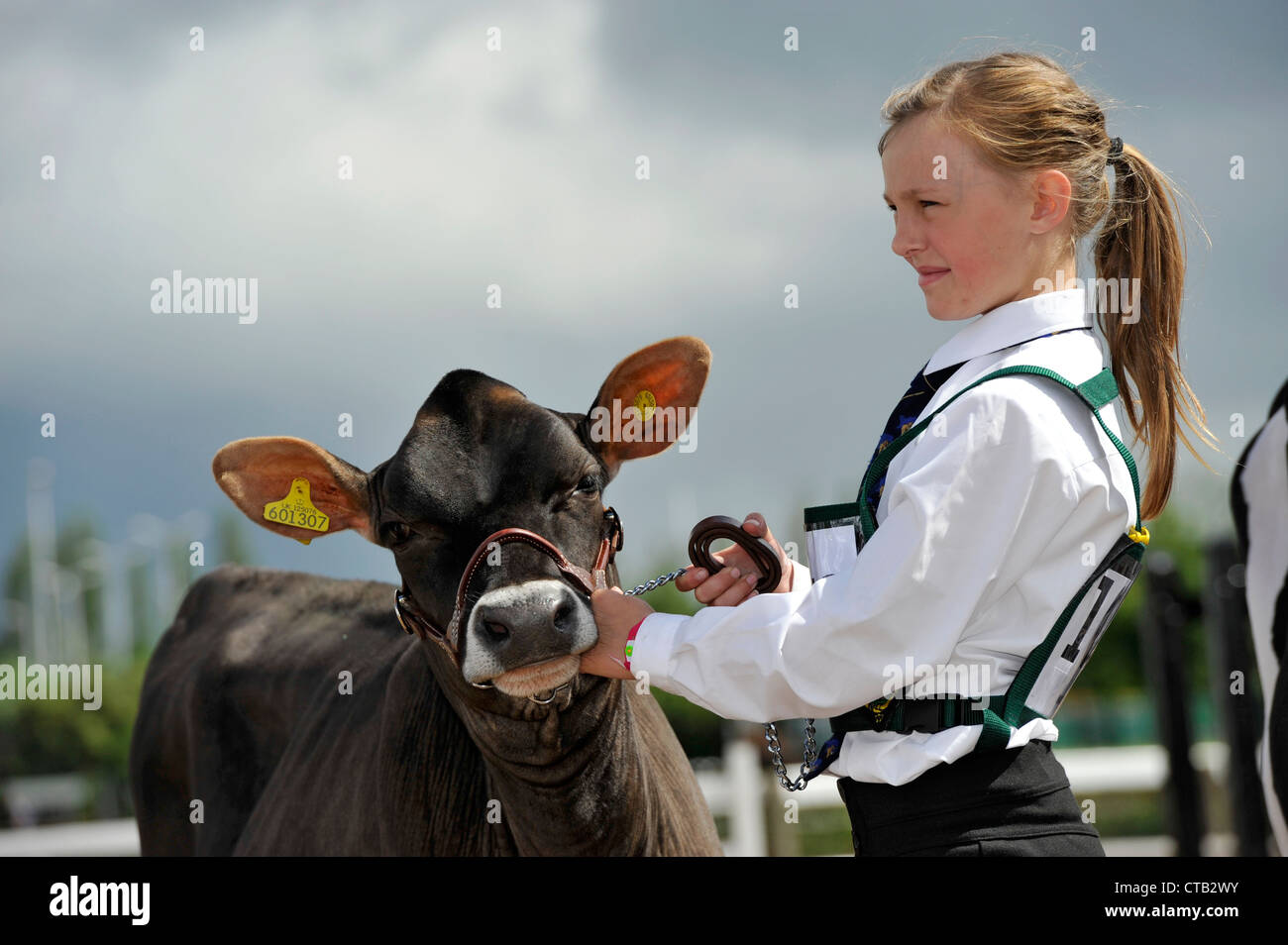Les bovins laitiers en montrant les jeunes chiens section d'une foire agricole au Royaume-Uni. Banque D'Images