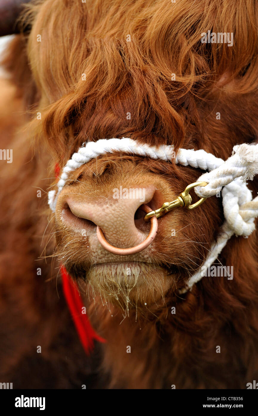 Gros plan de la tête d'un taureau Highland ayant eu lieu un dos-nu à un agricutural au Royaume-Uni. Banque D'Images