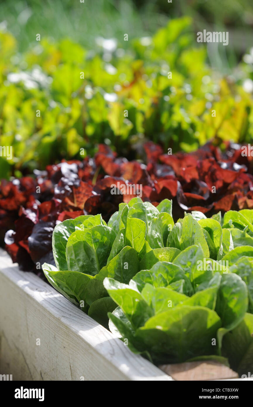 Les feuilles de salade dans de plus en plus soulevées lits végétale UK Banque D'Images