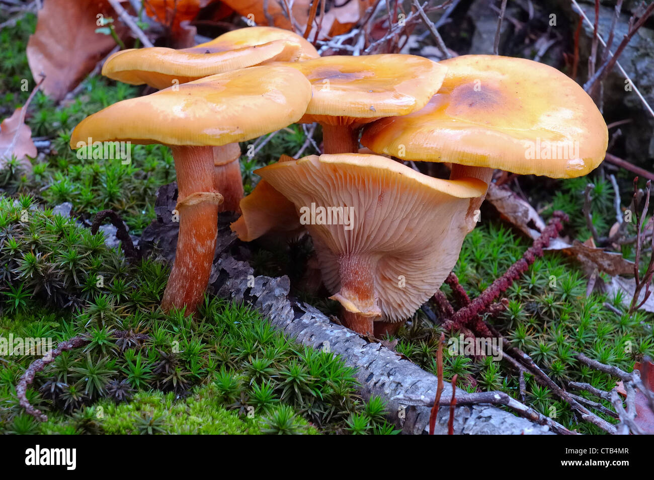 Les champignons sauvages dans le champ de la forêt de musc Banque D'Images