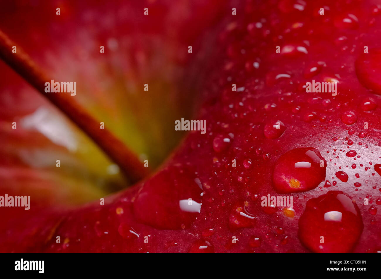 Close-up of red apple avec de l'eau gouttes ; fond noir Banque D'Images