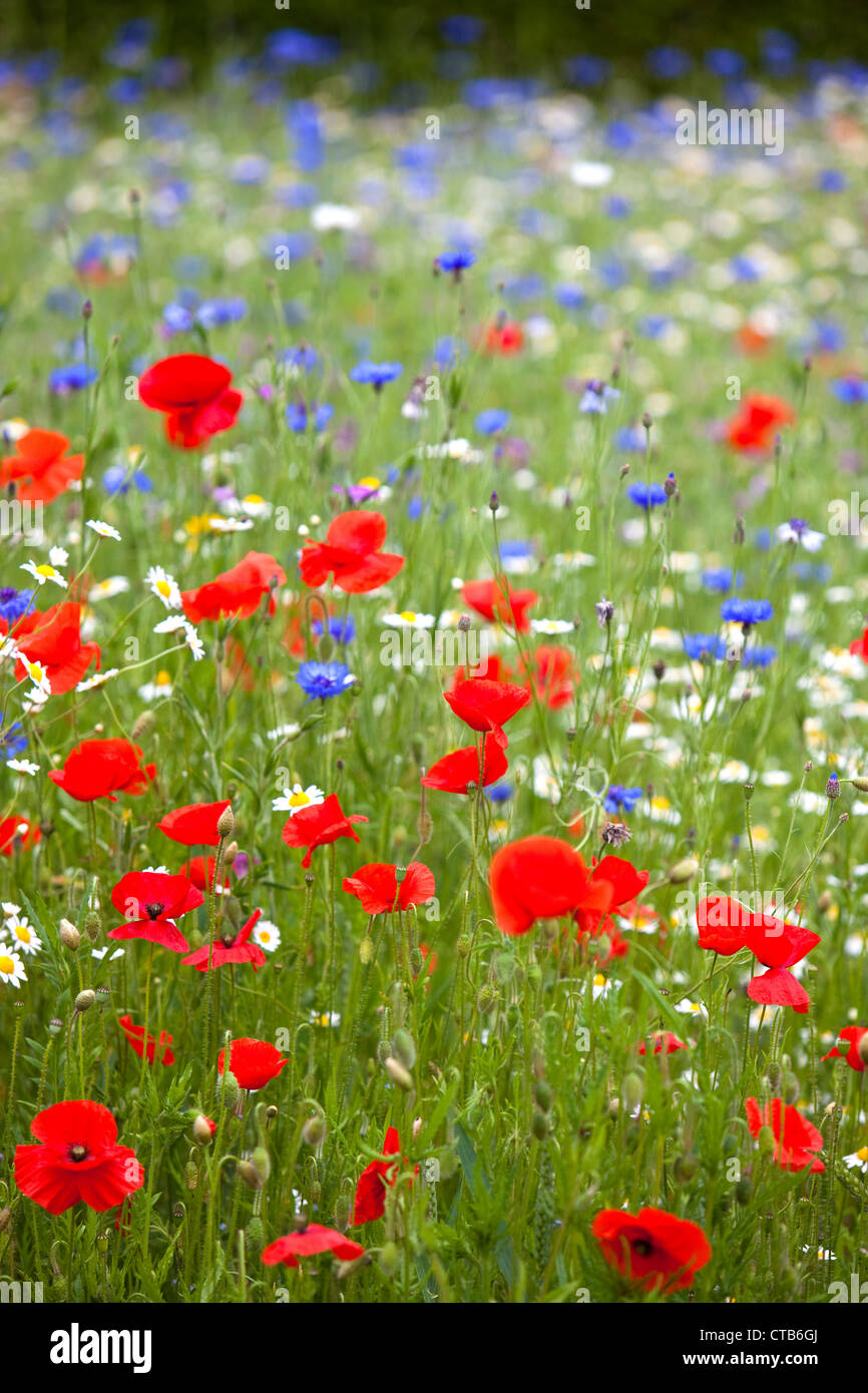 English wildflower meadow de coquelicots et de Lys Oxeye Tribunes, England UK Banque D'Images