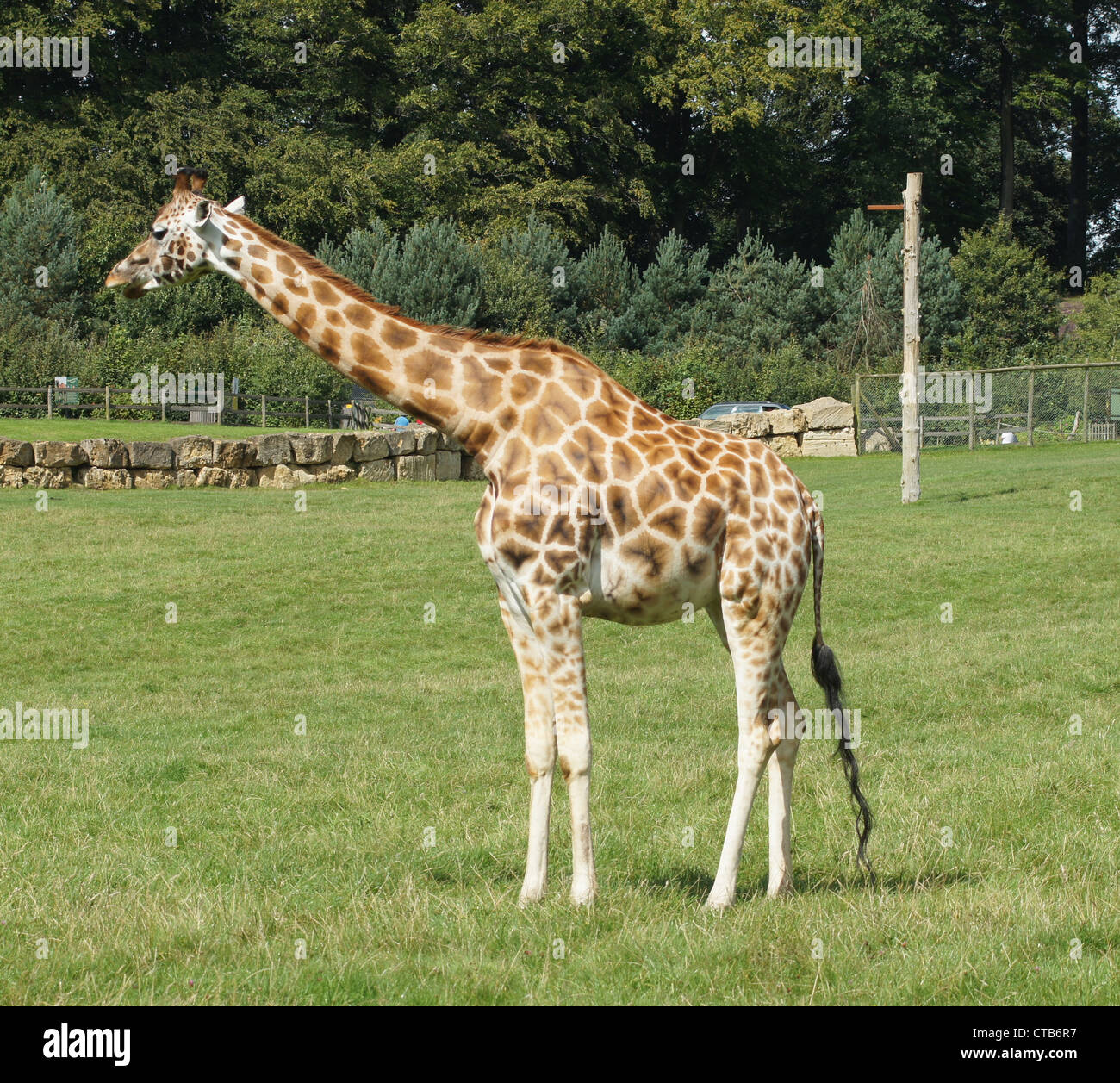 Giraffe réticulée prises au Parc Safari de Longleat, Wiltshire, Royaume-Uni Banque D'Images