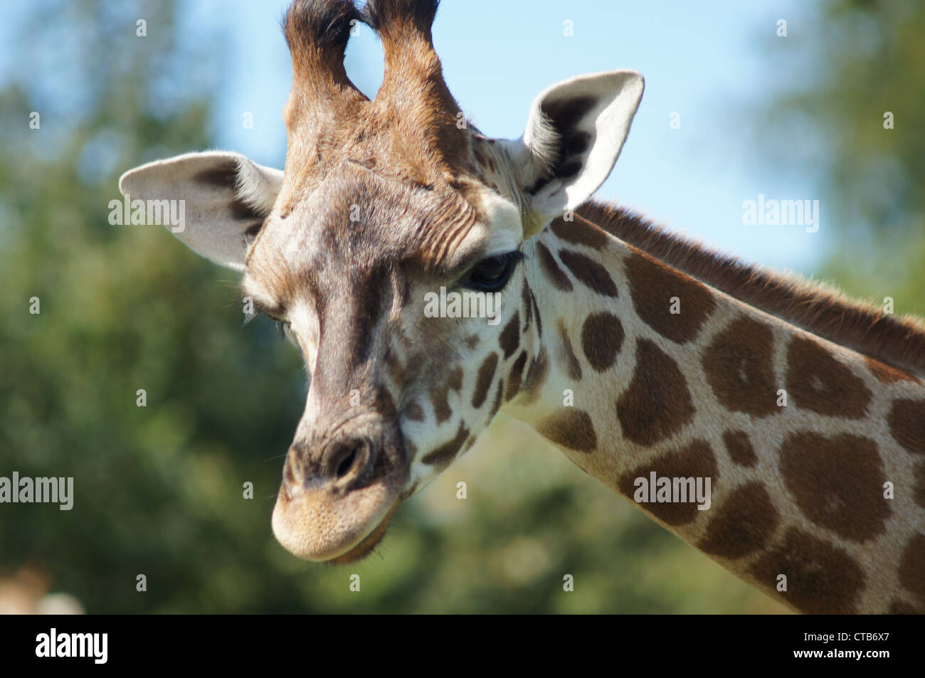 Giraffe réticulée prises au Parc Safari de Longleat, Wiltshire, Royaume-Uni Banque D'Images