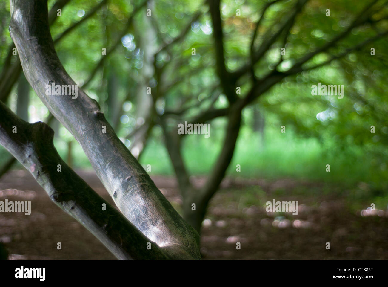 Gros plan du tronc de l'arbre d'érable japonais, avec soft focus bokeh allumé feuillage en arrière-plan. Banque D'Images