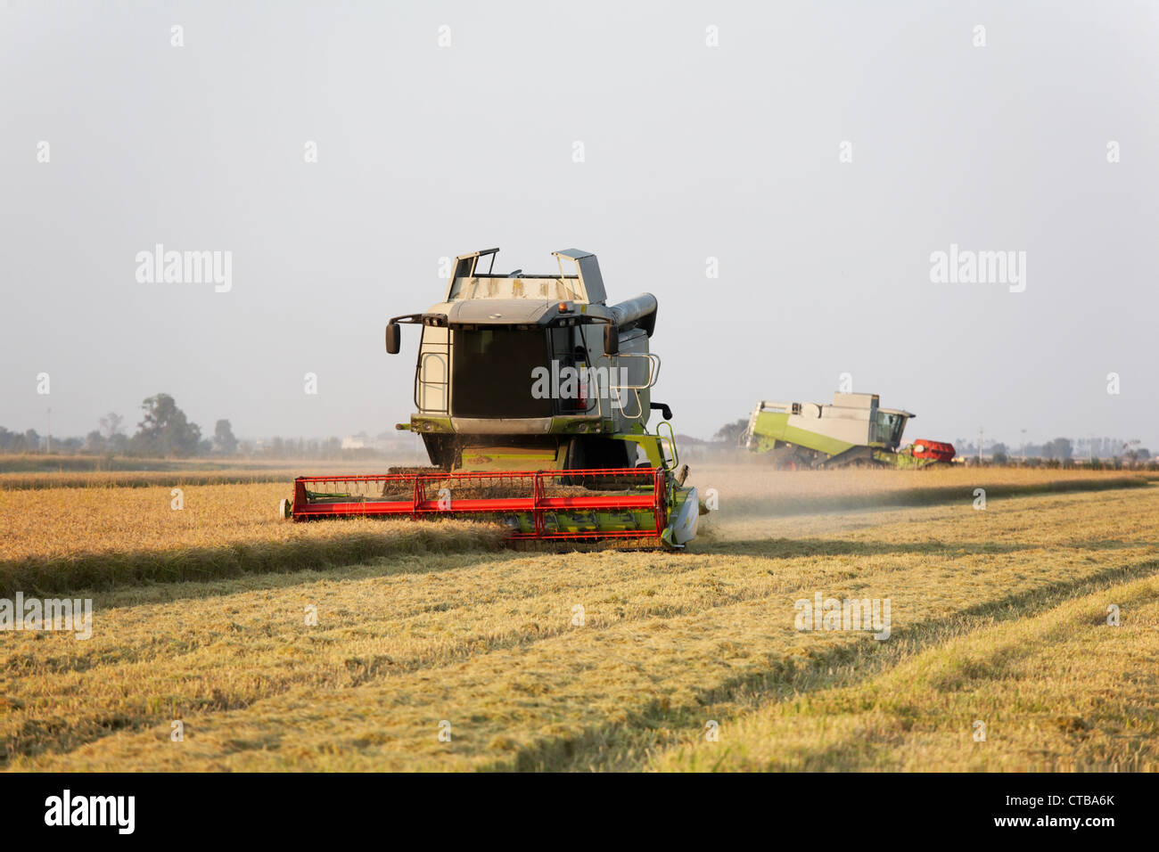 Moissonneuse-batteuse moderne dans un champ de riz pendant la période des récoltes, Piémont, Italie. Banque D'Images