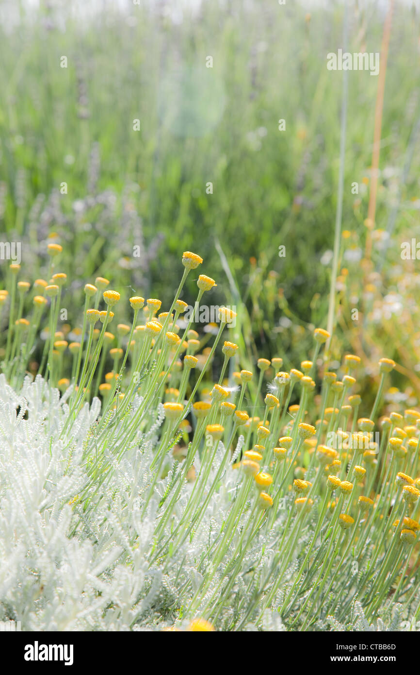 Une prairie de camomille jaune ; orientation verticale Banque D'Images