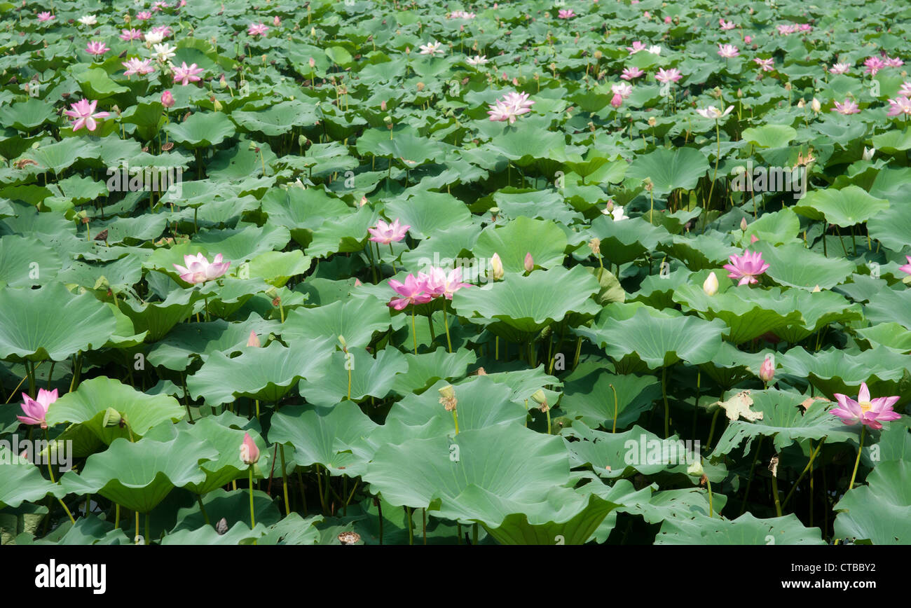 Une grande image de belle eau lillies Banque D'Images
