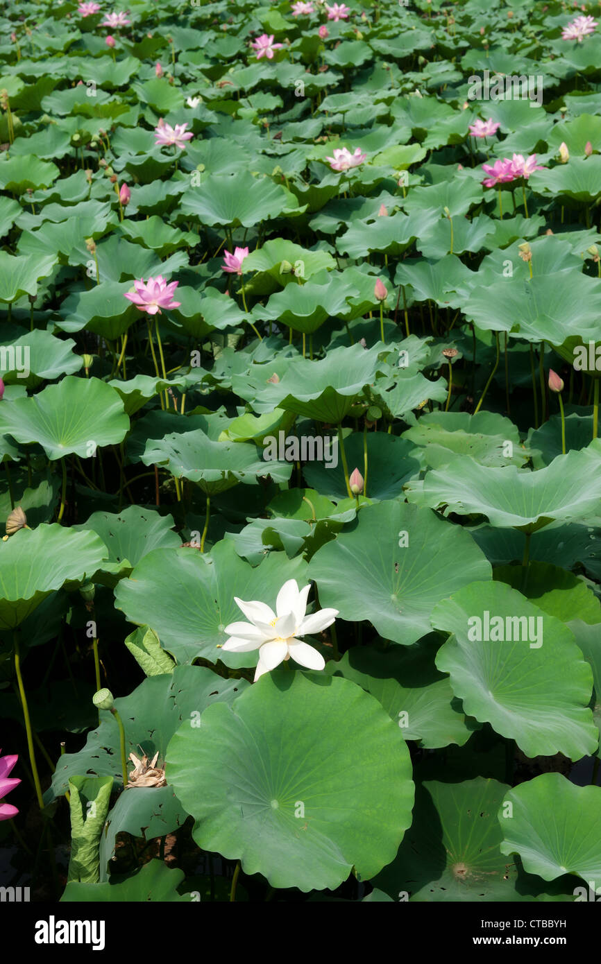 Une grande image de belle eau lillies Banque D'Images