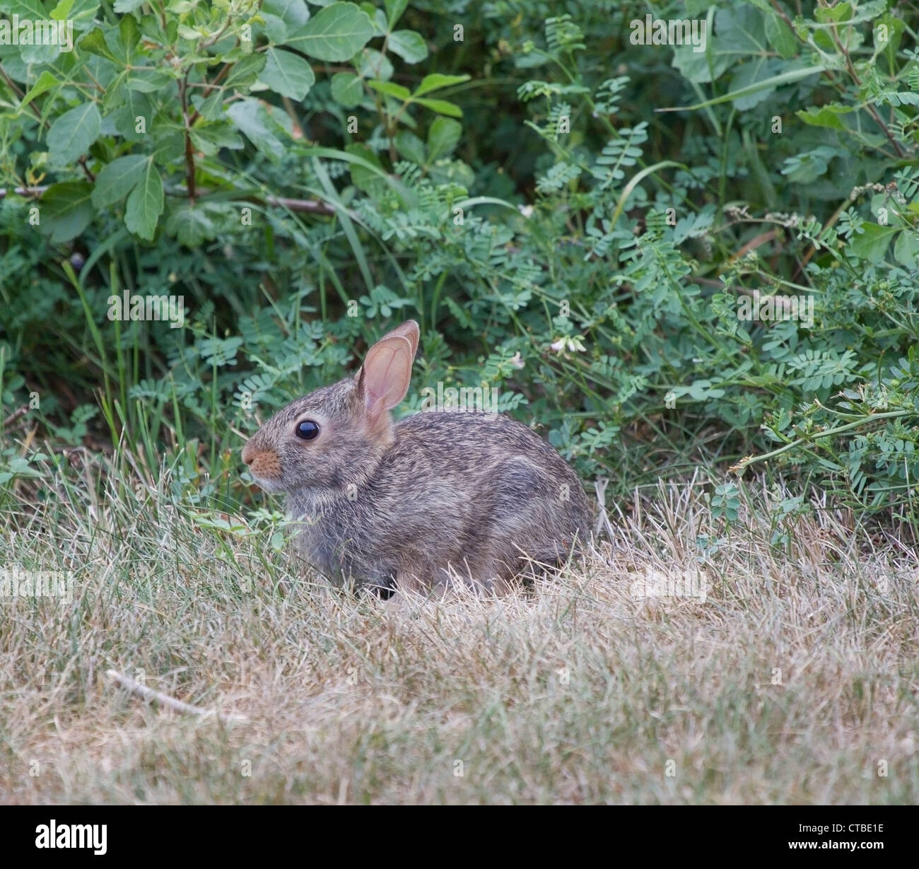 L'Amérique du Nord un lapin Lapin assis dans l'herbe avec les oreilles d'alerte. Banque D'Images