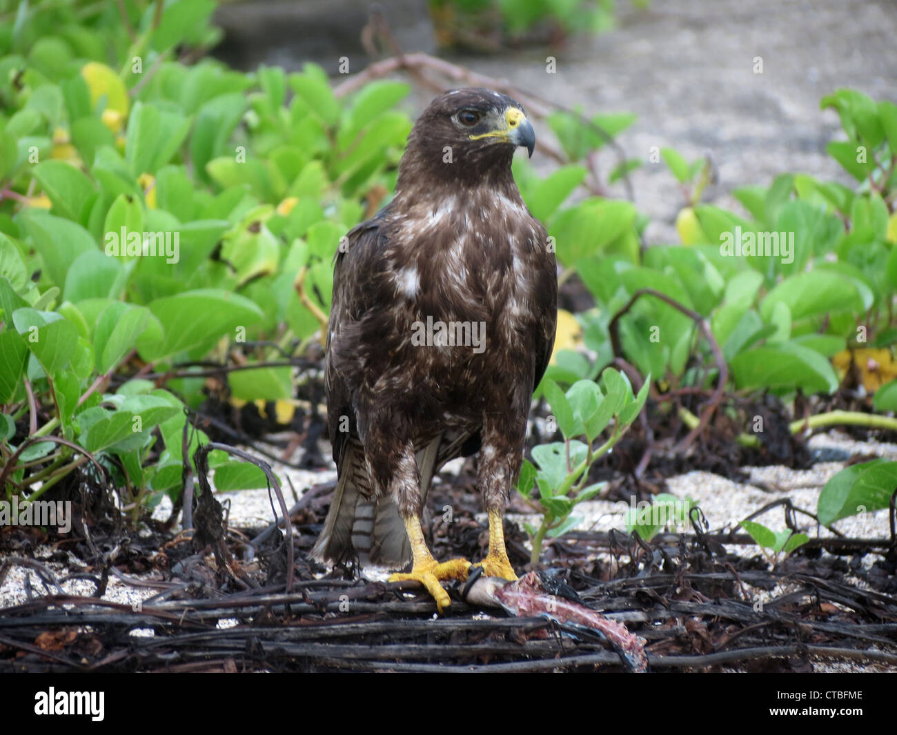 Un jeune Galápagos (buteo galapagoensis) serrant un iguane queue sur l'île de Santiago, îles Galapagos, en équateur. Banque D'Images