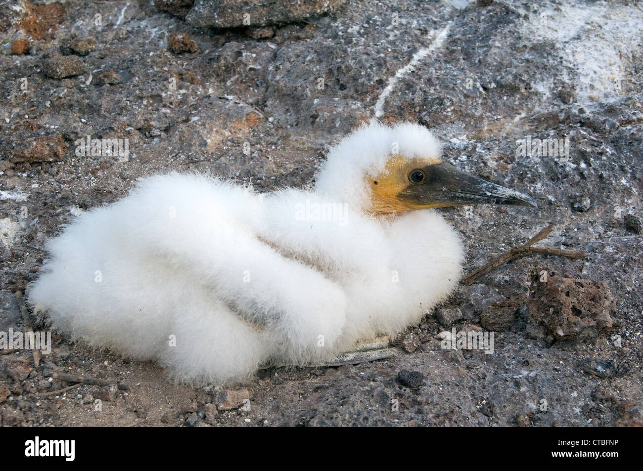 A fluffy nazca booby (Sula granti) chick au prince Philip, l'île de Genovesa, îles Galapagos, en équateur. Banque D'Images