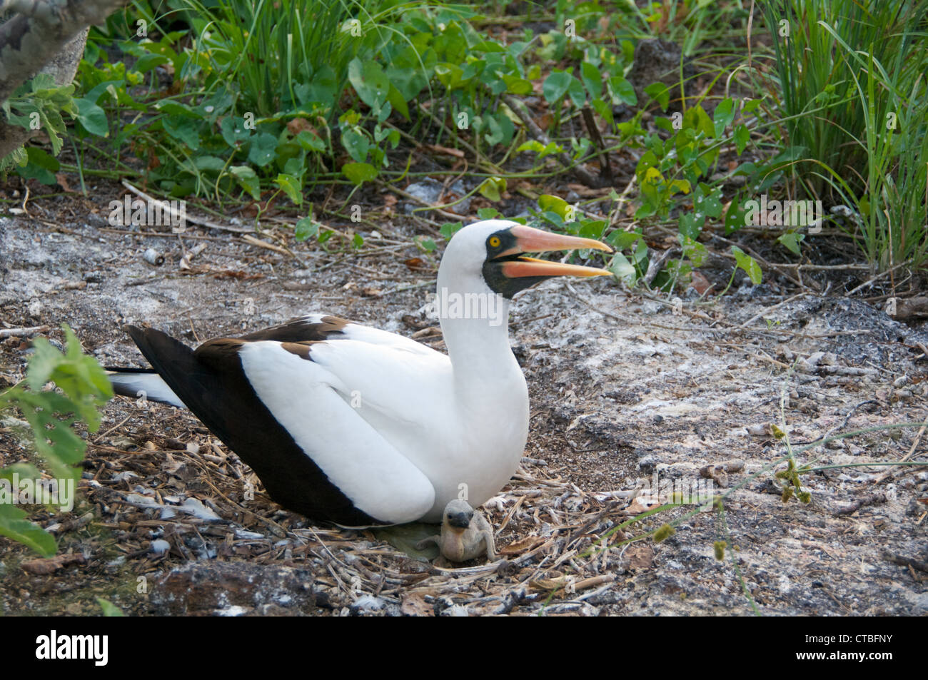 Un fou de Nazca (Sula granti) et son poussin nouveau-nés au prince Philip, l'île de Genovesa, îles Galapagos, en équateur. Banque D'Images