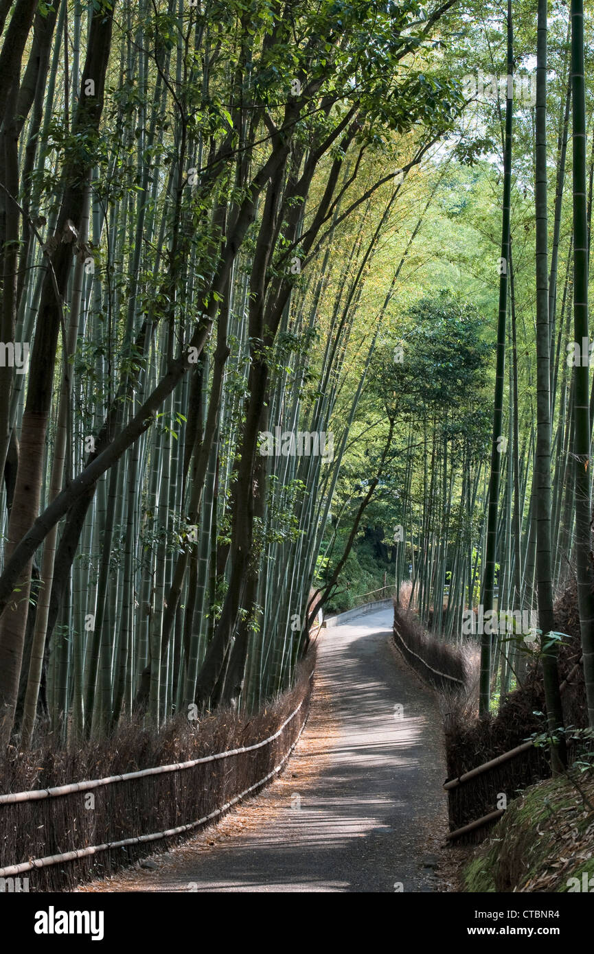 Le célèbre bosquet de bambou Sagano à Arashiyama, Kyoto, Japon, une attraction touristique populaire Banque D'Images