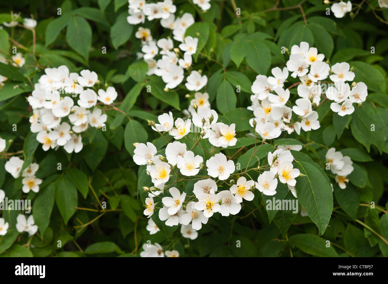 Les délicats pétales blancs de la célèbre Kiftsgate Rose à l'intérieur des jardins de Kiftsgate Court, Gloucestershire, Angleterre Banque D'Images