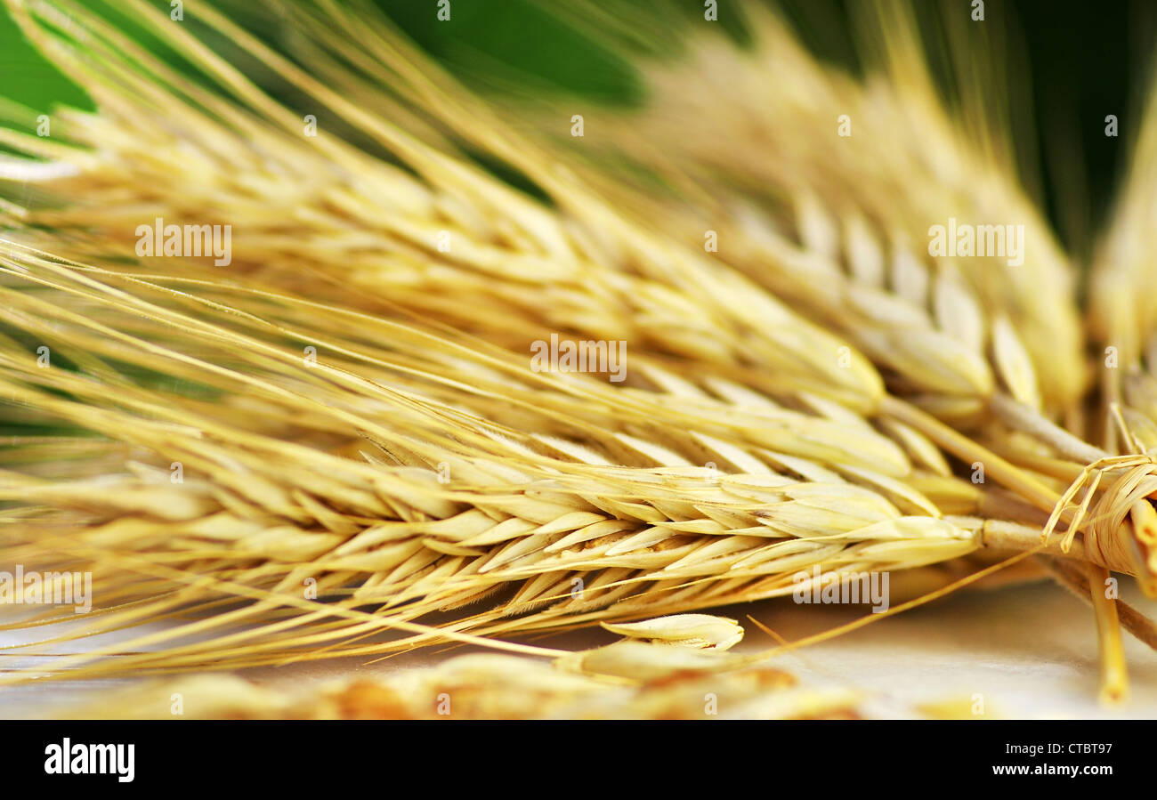 Ensemble de pics de blé sur fond vert Banque D'Images