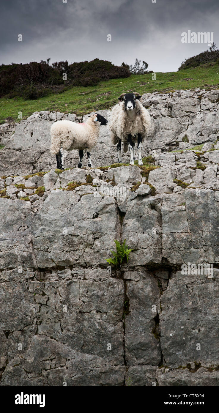 Swaledale mouton et agneau falaises calcaires North Yorkshire Moors Banque D'Images