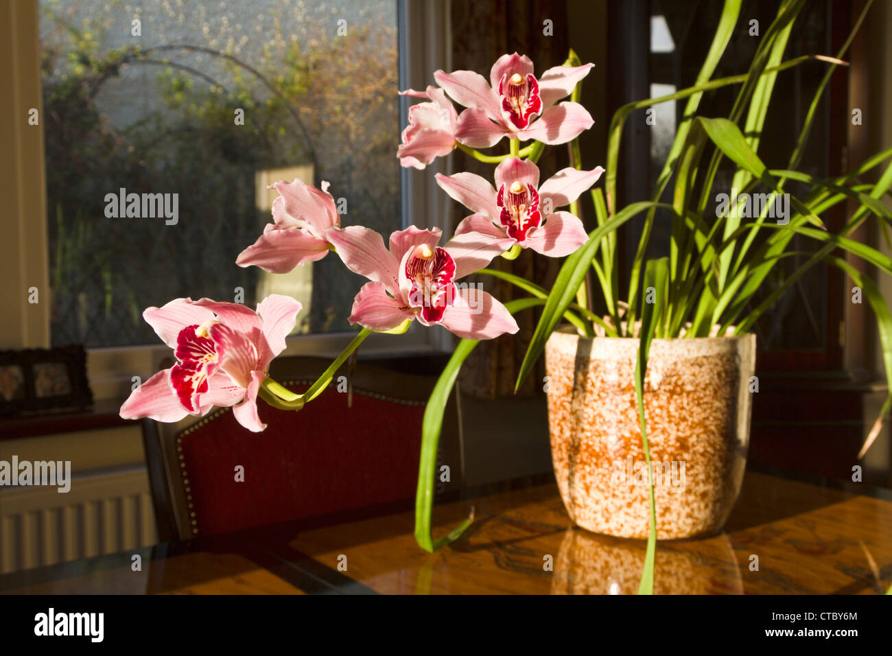 Orchidée Cymbidium Banque D'Images