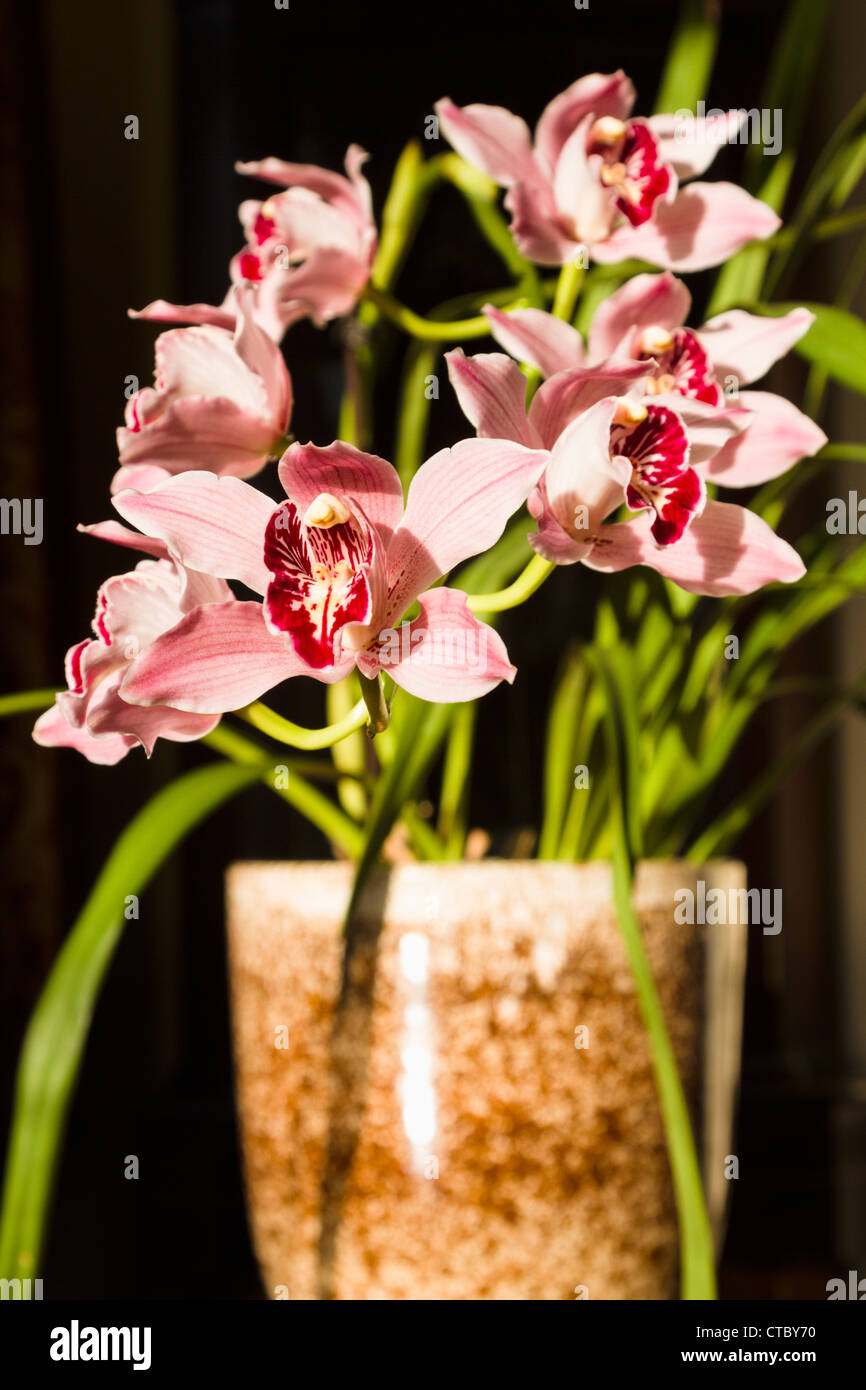 Orchidée Cymbidium Banque D'Images