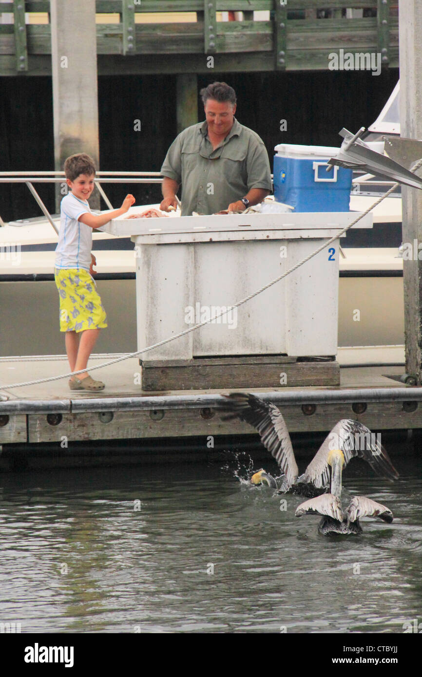 Les pélicans d'alimentation à quai, Fernandina Beach, Florida, USA Banque D'Images