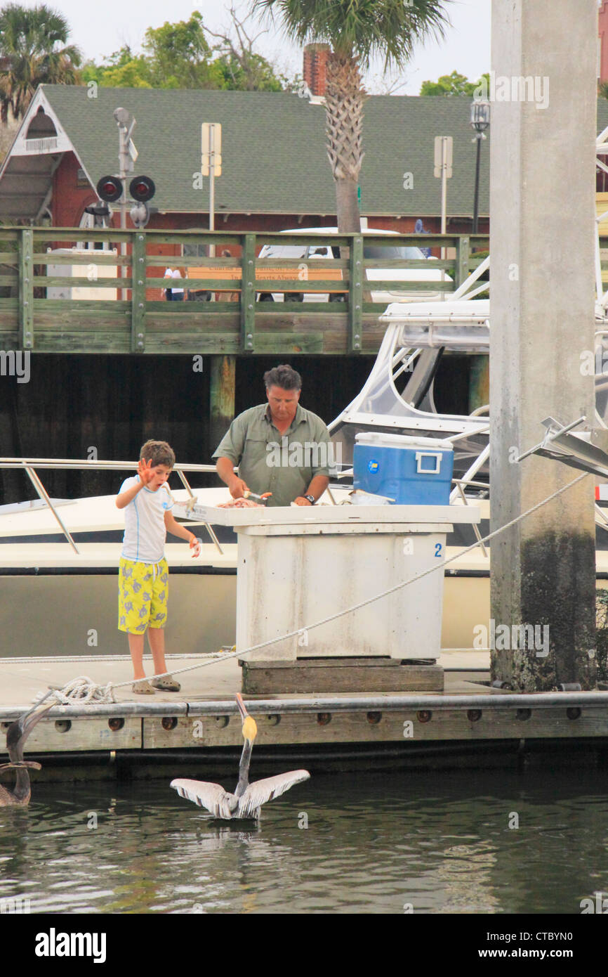 Les pélicans d'alimentation à quai, Fernandina Beach, Florida, USA Banque D'Images