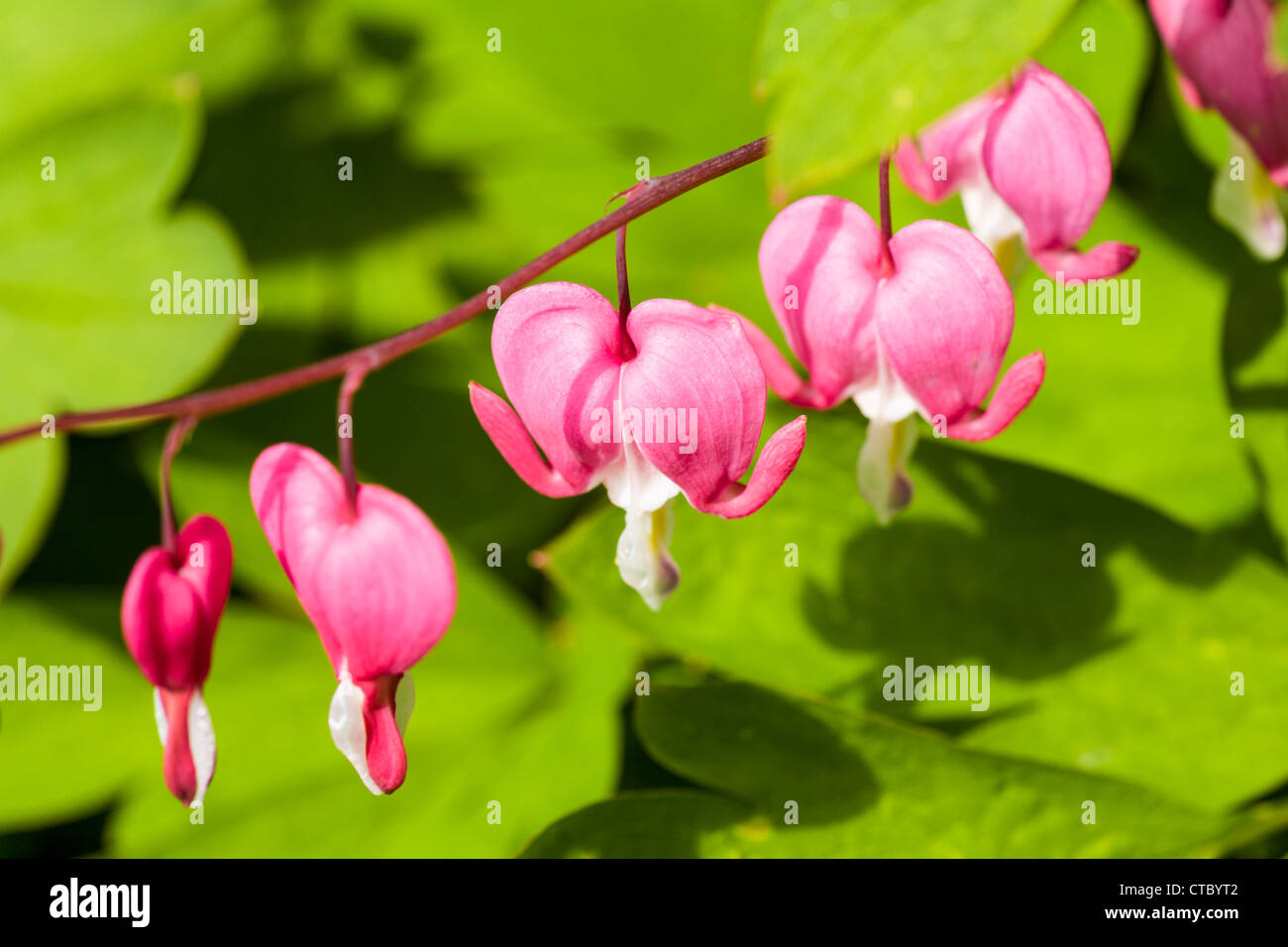 Vivace au coeur tendre Banque D'Images