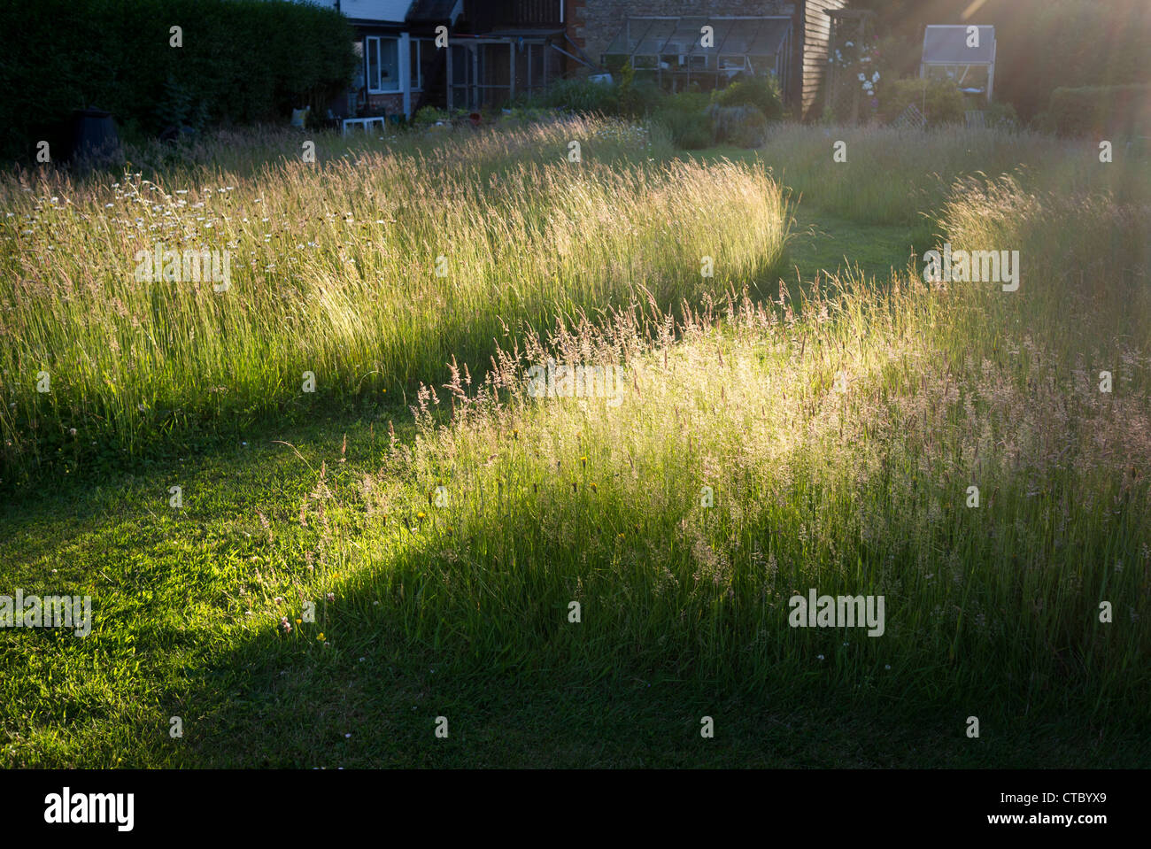 Lumière du soir d'été lumineux parcourant les graminées dans la pelouse de fleurs sauvages avec le chemin en juin dans un jardin anglais Banque D'Images