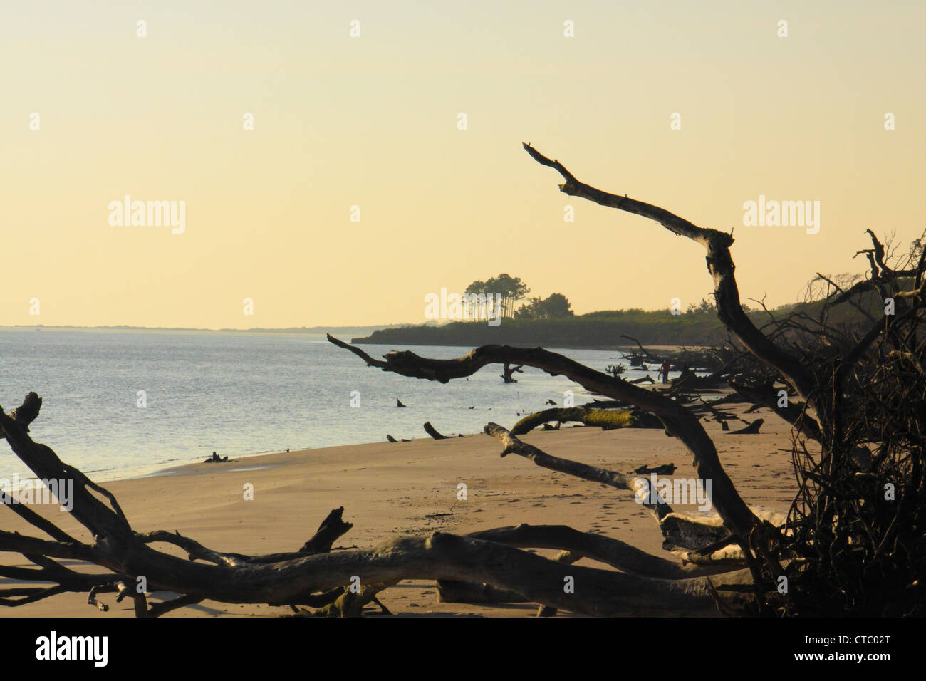 Plage BONEYARD, BIG TALBOT ISLAND STATE PARK, Jacksonville, Florida, USA Banque D'Images