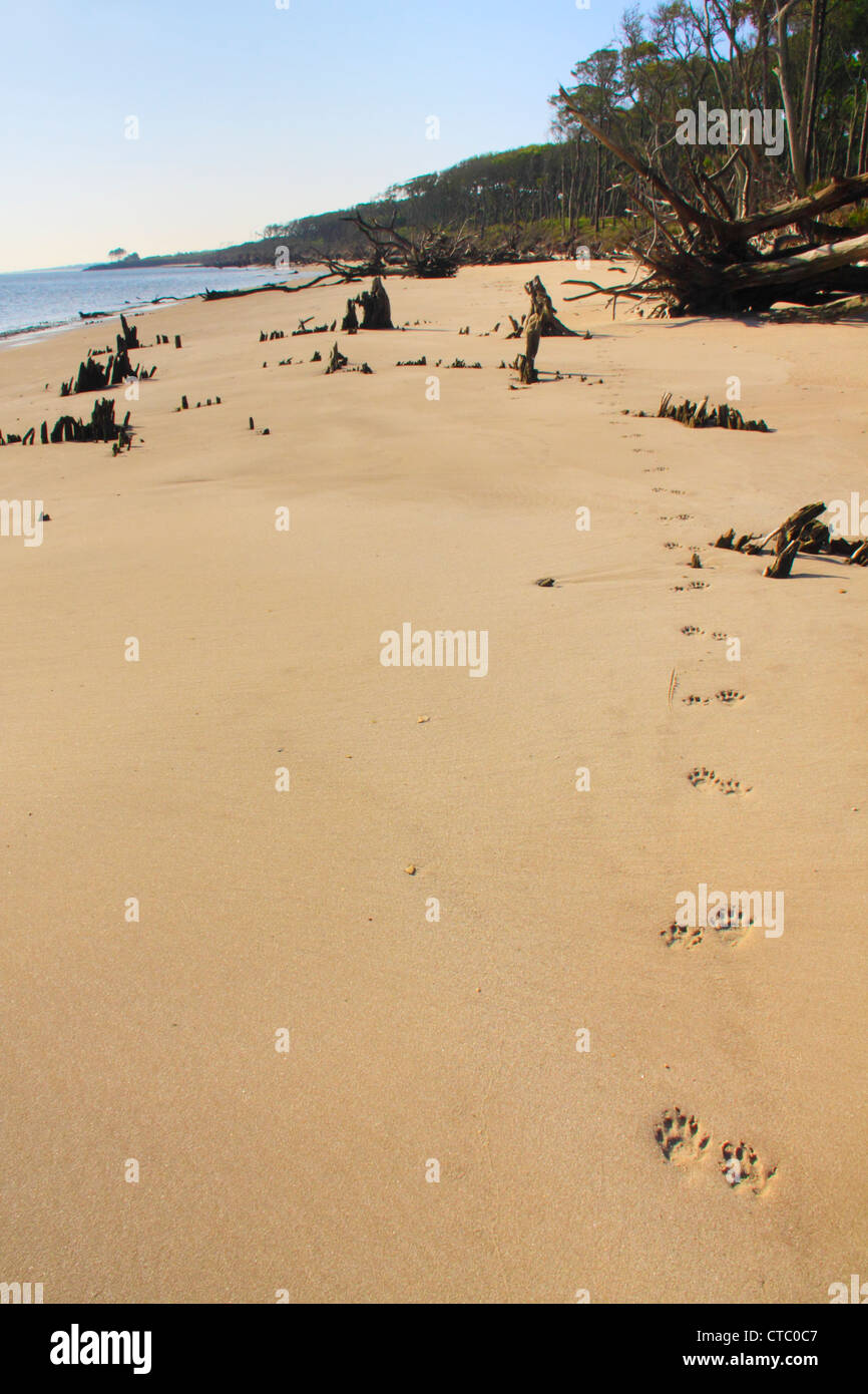 Plage BONEYARD, BIG TALBOT ISLAND STATE PARK, Jacksonville, Florida, USA Banque D'Images