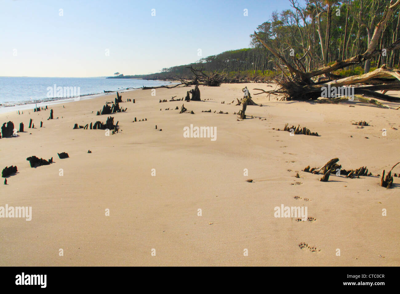 Plage BONEYARD, BIG TALBOT ISLAND STATE PARK, Jacksonville, Florida, USA Banque D'Images