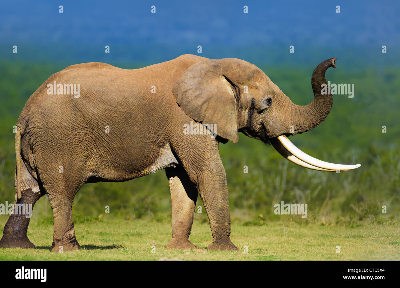 Elephant avec de grandes défenses qui sent l'air - Addo National Park - Afrique du Sud Banque D'Images