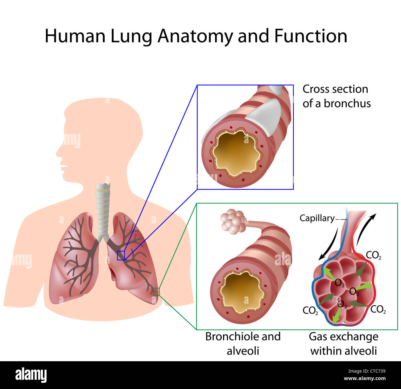 L'anatomie et la fonction pulmonaire humain Banque D'Images