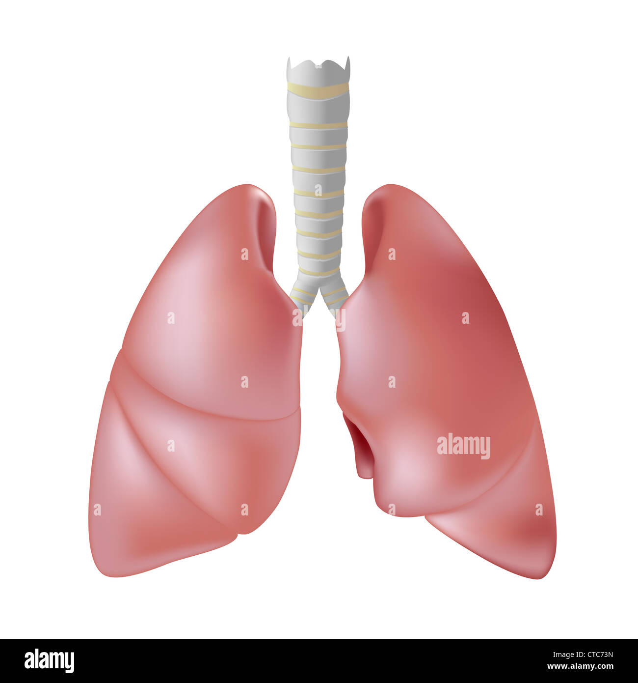Les poumons humains isolated on white Banque D'Images