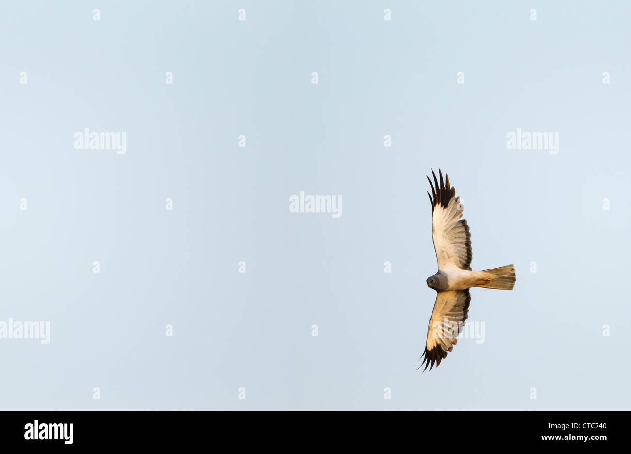 Busard Saint-Martin en vol contre un ciel bleu clair Banque D'Images