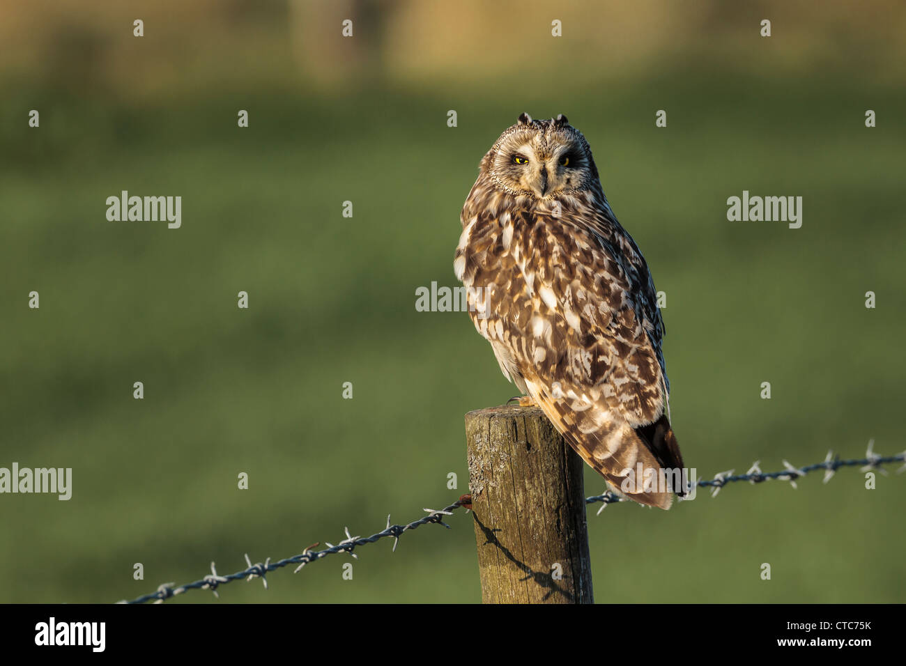 Hibou moyen court perché sur une clôture de ferme, Orkney UK Banque D'Images